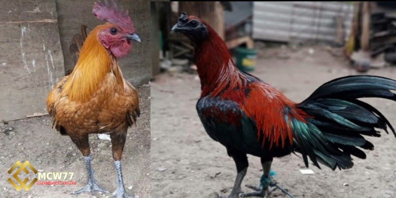 Peruvian Gamecock