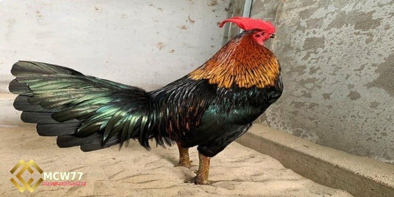 Criteria for Evaluating an Outstanding Tiger Rooster