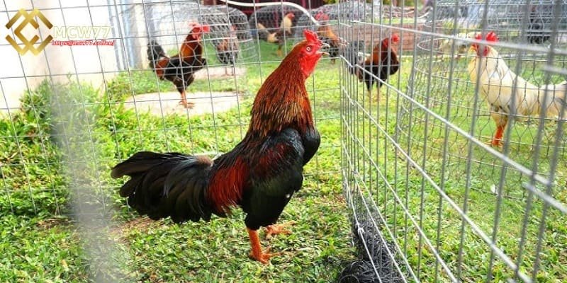 Tips for Proper Tiger Rooster Care