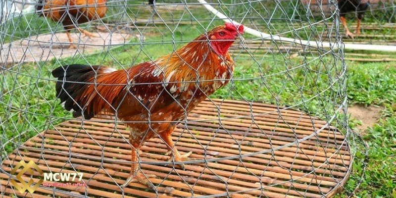 Where Are Tiger Roosters Commonly Found?